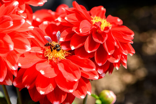 A honeybee busily gathers nectar from the bright yellow center of a red dahlia flower