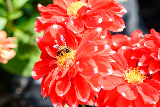 A honeybee busily gathers nectar from the bright yellow center of a red dahlia flower