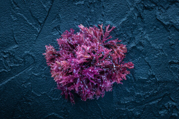 Irish sea moss, Chondrus crispus, edible seaweed, purple, on a black slate background, overhead...