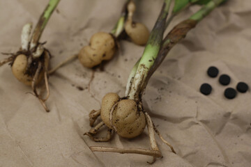 care and replanting of indoor plants. tubers and roots of a house plant and nearby tools for replanting - a shovel, a rake, a watering can. zamioculcas