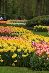tulips in the park
