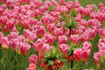 Fototapeta premium field of pink tulips