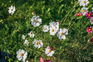 White cosmos flowers blooming in sunlight