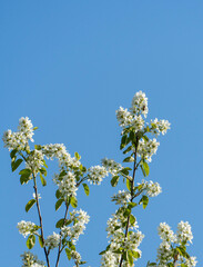 Close-up of white flowers on branches of Amelanchier canadensis, rowan, mountain ash or juntree against blue spring sky. Selective focus. Nature concept for natural design