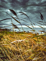 Dramatic Baltic Sea under menacing dark clouds. Wild beach grass sways on windswept dunes as steel-gray waves crash against the shore, creating a moody coastal wilderness.
