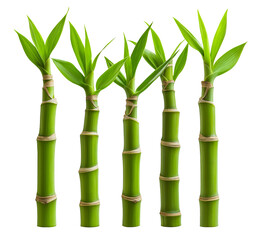 Fototapeta premium bamboo sprouts arranged isolated on a transparent background. fresh young bamboo shoots, cutout png