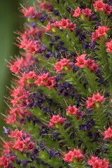 pink flowers in the garden