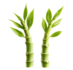 a pair of bamboo sprouts isolated on a transparent background. fresh young bamboo shoots, cutout png