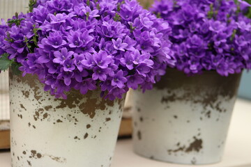flowers in a vase