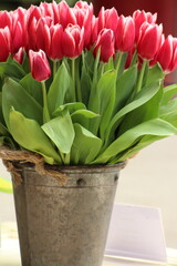 red tulips in a pot