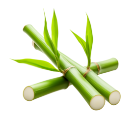 bamboo stems isolated on a transparent background. handful fresh bamboo shoots, cutout png