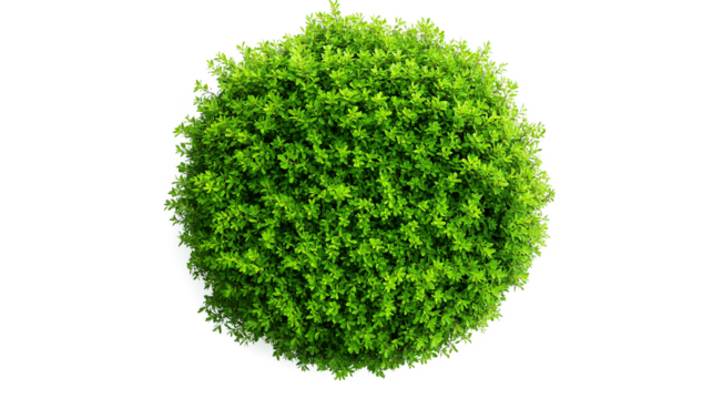  Green isolated on a transparent or white background