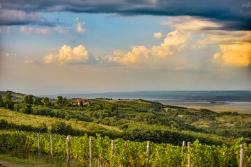 Naklejka premium Vineyard in Tuscany on a sunny spring day