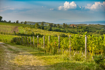 Fototapeta premium Vineyard in Tuscany on a sunny spring day