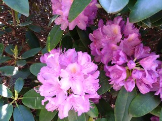 blooming rhododendrons and azaleas in a Japanese garden