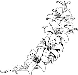 Lily flower corner border drawing