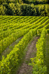 Vineyard in Tuscany on a sunny spring day