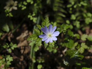 キクザキイチゲ