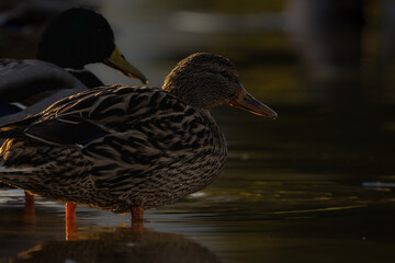 mallard duck in a pond in the morning light