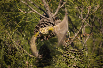 European Serin perched on a tree branch in the morning light