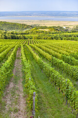 Naklejka premium Vineyard in Tuscany on a sunny spring day