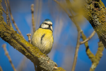Eurasian Blue Tit perched on a branch in the morning light