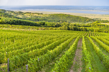 Vineyard in Tuscany on a sunny spring day