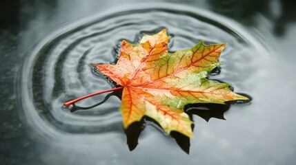 A colorful maple leaf floating on a dark water surface, creating ripples with vibrant autumn hues