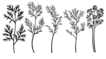 Fototapeta premium Collection of Fennel Fronds, food vector art