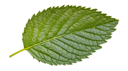 Mint leaf closely isolated on a transparent or white background