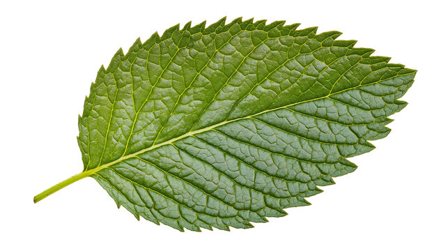 Mint leaf closely isolated on a transparent or white background