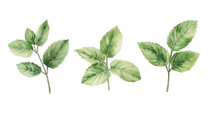 Naklejka premium Mint leaves isolated on a transparent or white background