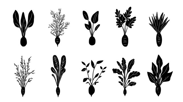 Collection of Arrowroot, vectorized food design