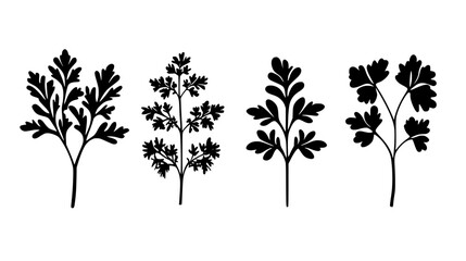 Collection of Chervil, vectorized food design