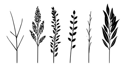 Collection of Quinoa, vectorized food design