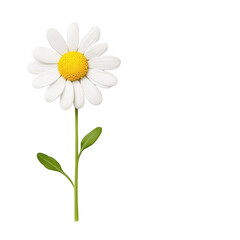 A beautiful daisy flower showcasing its vibrant white petals and yellow center., isolated on a transparent background.