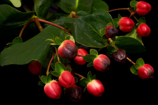 Hypericum androsaemum growing on a black background
