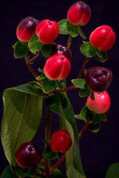 Hypericum androsaemum growing on a black background