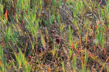cranberries grow in a swamp in early autumn