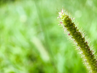 close up of weed in the park