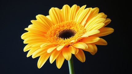 A Vibrant Yellow Gerbera Daisy in Full Bloom on a Dark Background