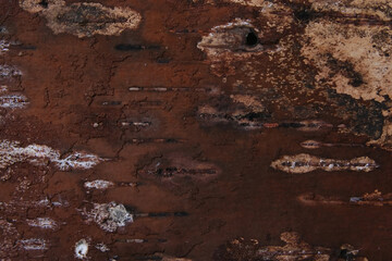 Texture of the inner side of birch bark. Natural birch background.