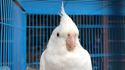 Adorable parrot,Cockatiel bird stay in the cage.Cute parrot.