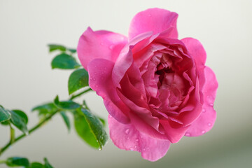 Beautiful Pink roses flower bloom in the summer in the country garden, Close up rose booming and water drop on petals and blur green nature background, intimate, romantic, delicate