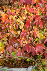Der Wilde Wein, Parthenocissus quinquefolia ist eine beliebte Kletterpflanze und beeindruckt im Herbst mit seiner wunderschönen Laubfärbung. Hier mit Zinkwanne