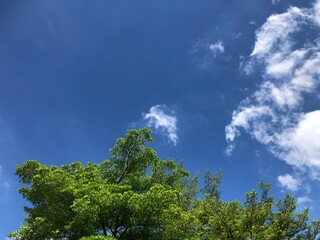 Silhouette of multiple green leaves growth on the branch tree in botanical garden,autumn.