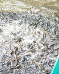 Freshwater game fish snakehead jumping off surface when feeding at fish farm show tour in Con Son, Can Tho, Vietnam, fishes are trained to jump high on sound feeder signal, ecotourism activity