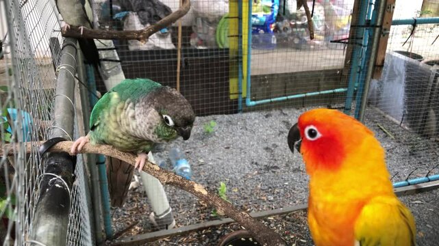 Adorable Sun conure bird standing in the cage with Green-cheeked conures bird well taken care of.Couple of cute parrot,spend their time together.Such coach such brother.