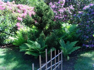 composition of ferns and rhododendrons in a Japanese garden