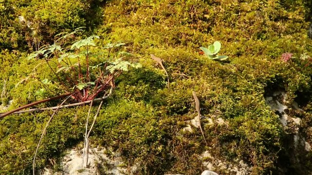 Two brown anole lizards rest on a moss-covered rock face, basking in the sunlight. Green plants add texture and color to this natural scene, illustrating a vibrant ecosystem. 